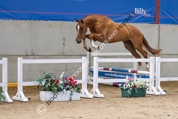 The Billy Stud Auction