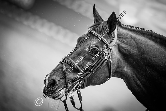The Royal Windsor Horse Show