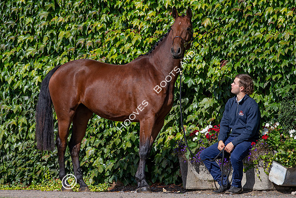 The Billy Stud Auction