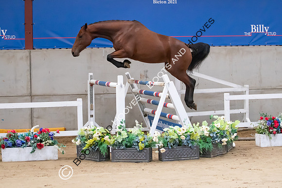 The Billy Stud Auction