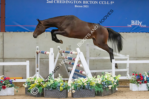 The Billy Stud Auction