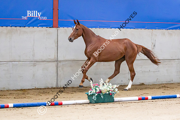 The Billy Stud Auction
