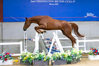 The Billy Stud Auction