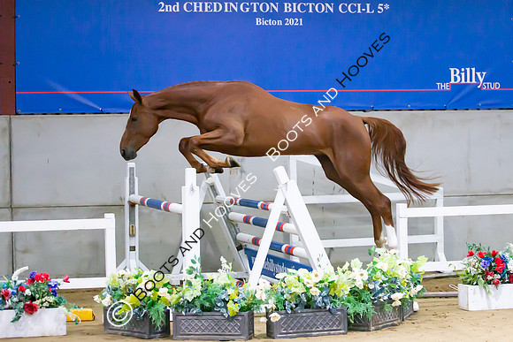 The Billy Stud Auction