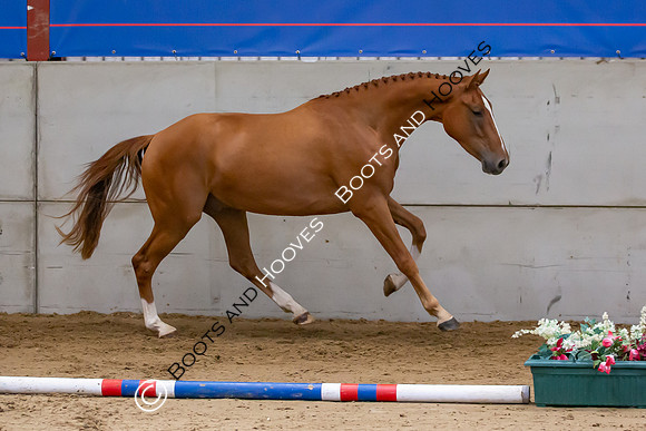 The Billy Stud Auction