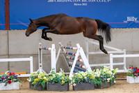 The Billy Stud Auction