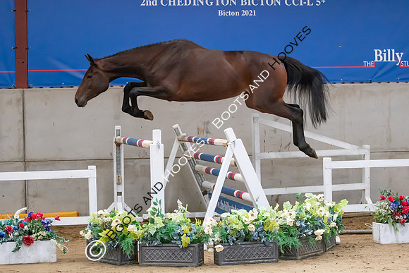 The Billy Stud Auction