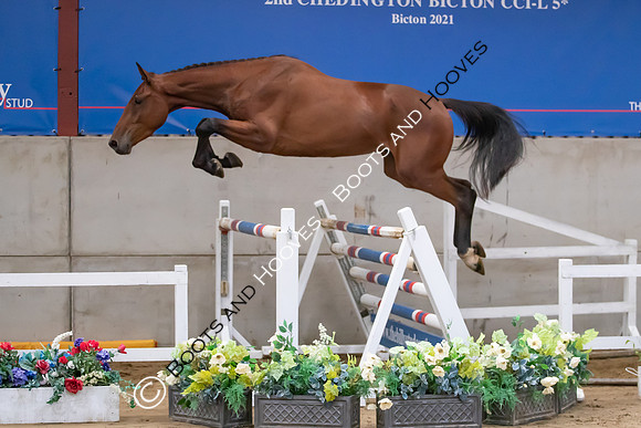 The Billy Stud Auction