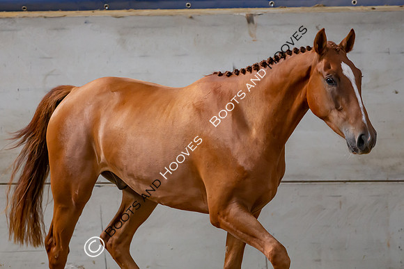 The Billy Stud Auction