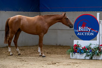 The Billy Stud Auction