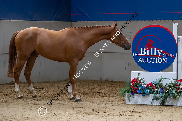 The Billy Stud Auction