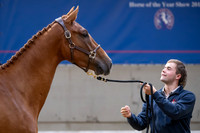 The Billy Stud Auction