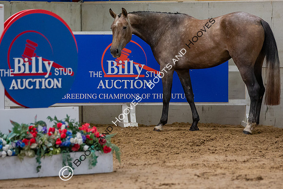 The Billy Stud Auction