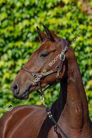 The Billy Stud Auction