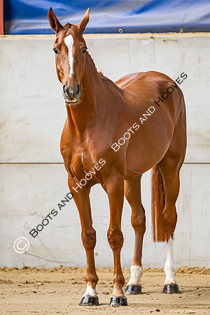 The Billy Stud Auction