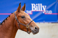 The Billy Stud Auction