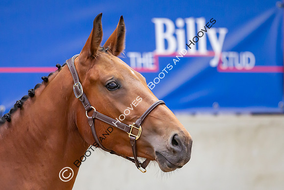 The Billy Stud Auction