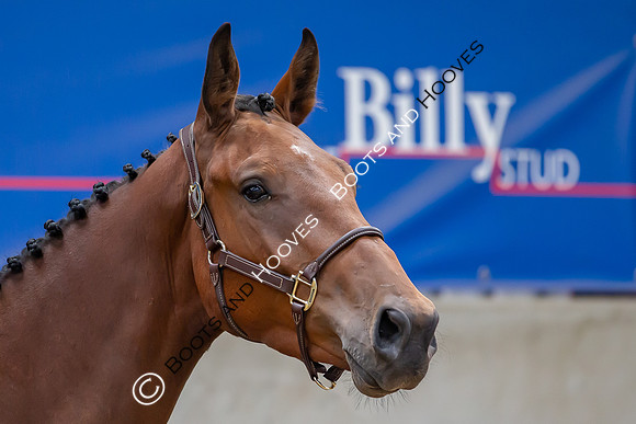 The Billy Stud Auction