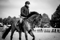 The Royal Windsor Horse Show