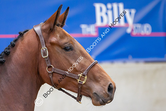 The Billy Stud Auction