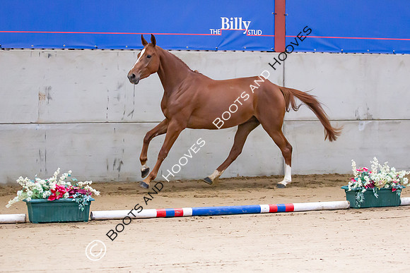 The Billy Stud Auction