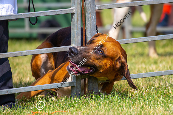 Festival of Hunting