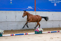 The Billy Stud Auction