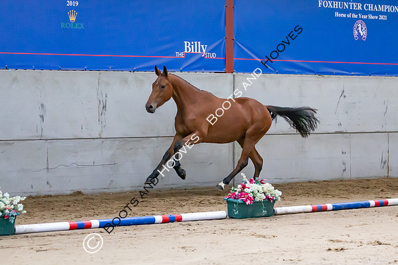 The Billy Stud Auction