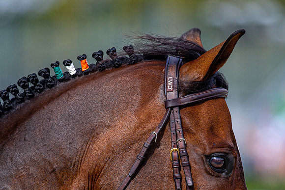Showjumping