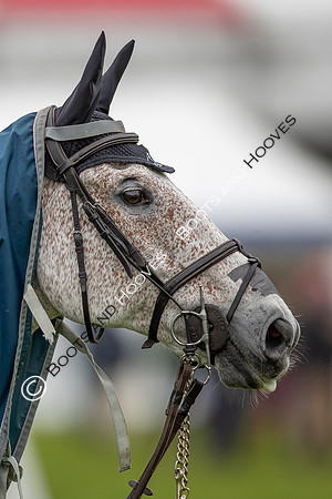 Badminton Horse Trials presented by Mars Equestrian