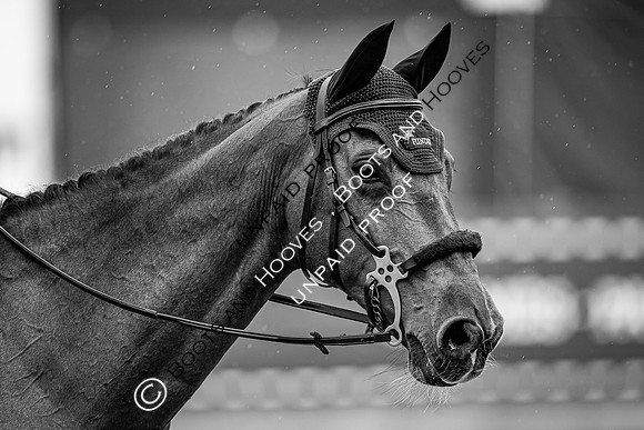 The Royal Windsor Horse Show