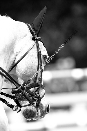 Showjumping