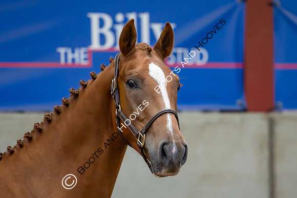 The Billy Stud Auction
