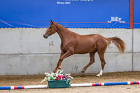 The Billy Stud Auction