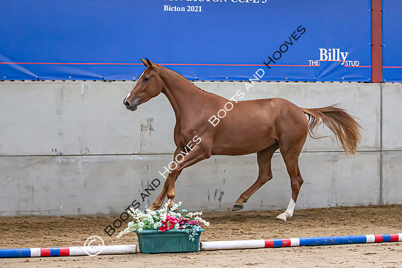 The Billy Stud Auction