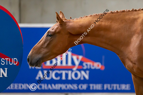 The Billy Stud Auction