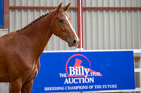 The Billy Stud Auction