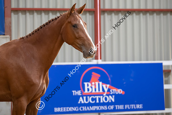 The Billy Stud Auction