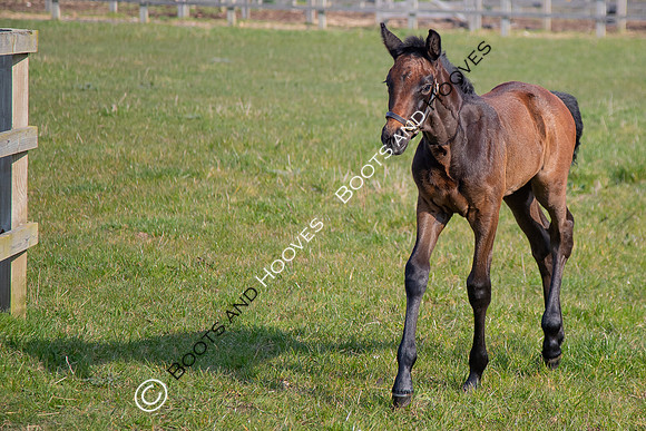 ~ MANDATORY Credit Elli Birch/Bootsandhooves- NO UNAUTHORISED USE - 07745909676