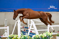 The Billy Stud Auction