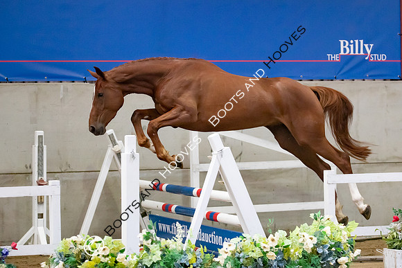 The Billy Stud Auction