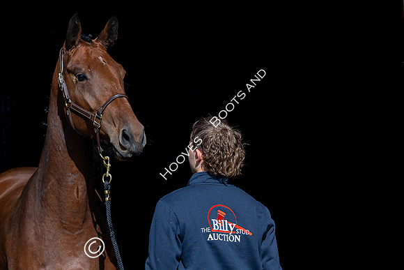 The Billy Stud Auction