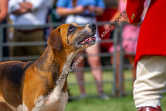 Festival of Hunting