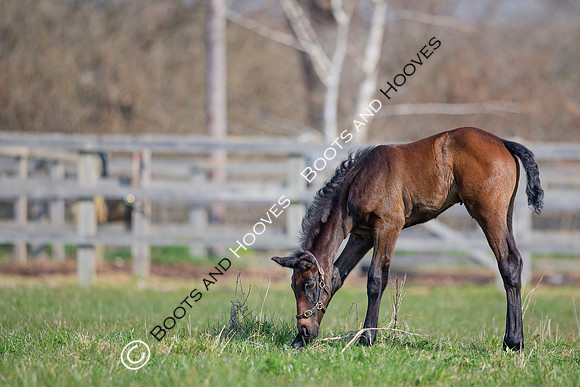 ~ MANDATORY Credit Elli Birch/Bootsandhooves- NO UNAUTHORISED USE - 07745909676