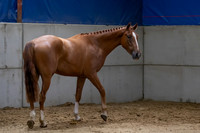 The Billy Stud Auction