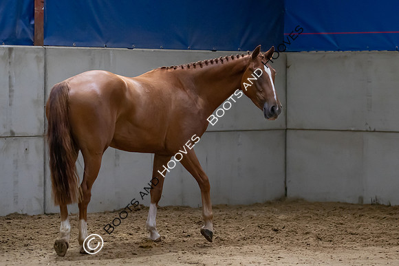 The Billy Stud Auction