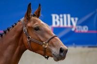The Billy Stud Auction