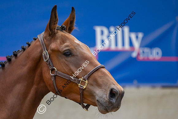 The Billy Stud Auction