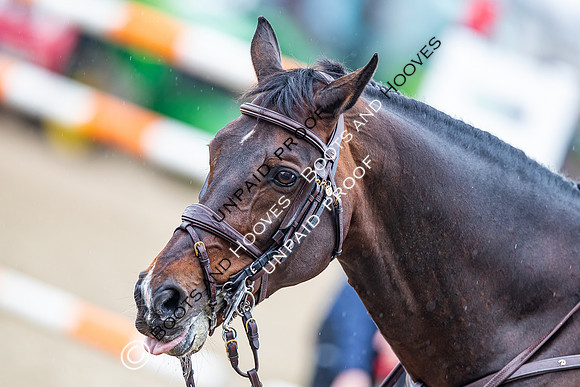 The Royal Windsor Horse Show