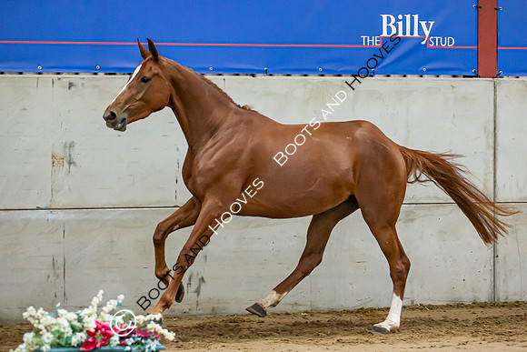The Billy Stud Auction